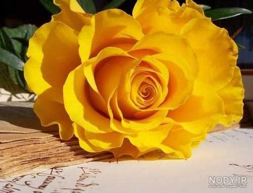 عکس پروفایل دخترونه خفن لاتی