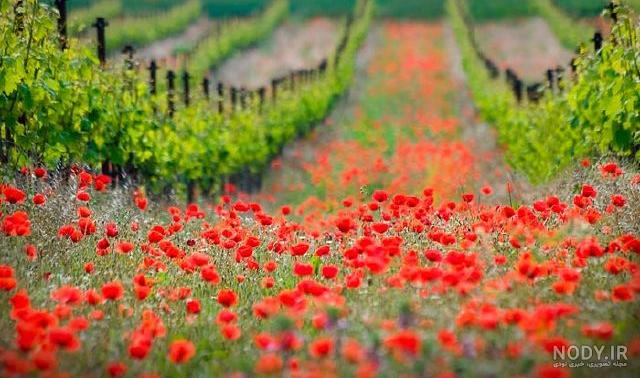  عکس طبیعت رویایی