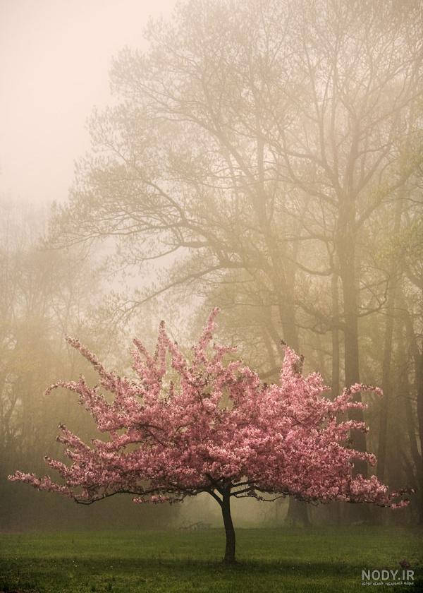  عکس طبیعت رویایی