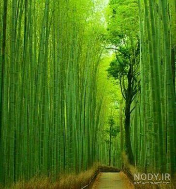  عکس طبیعت رویایی