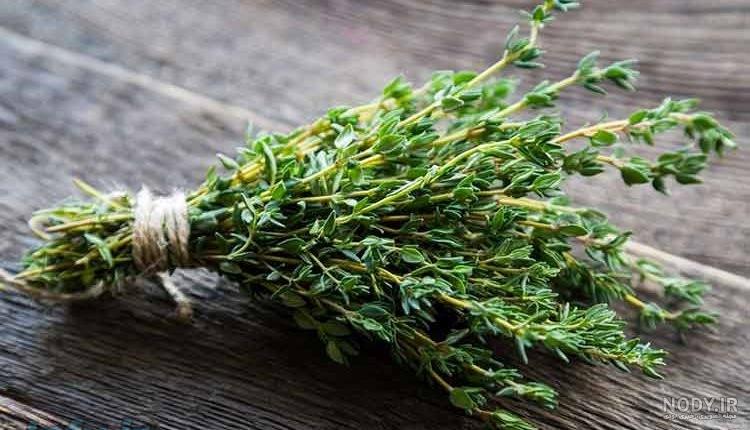 آویشن و فشار خون آویشن و فشار خون