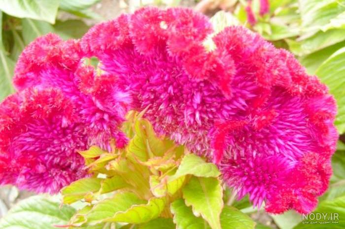 خرید بذر گل رز زرد