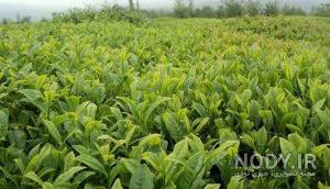 خرید چای شمال