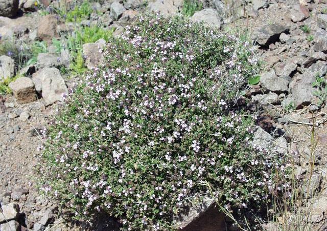 خواص آویشن برای سرماخوردگی
