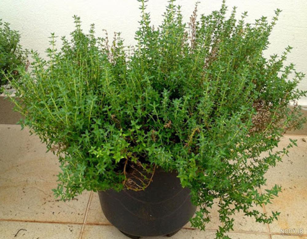 خواص آویشن در لاغری خواص آویشن در لاغری