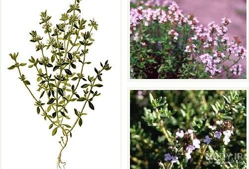 خواص آویشن شیرازی خواص آویشن شیرازی