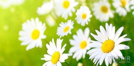 دانلود عکس زیبای طبیعت و گل
