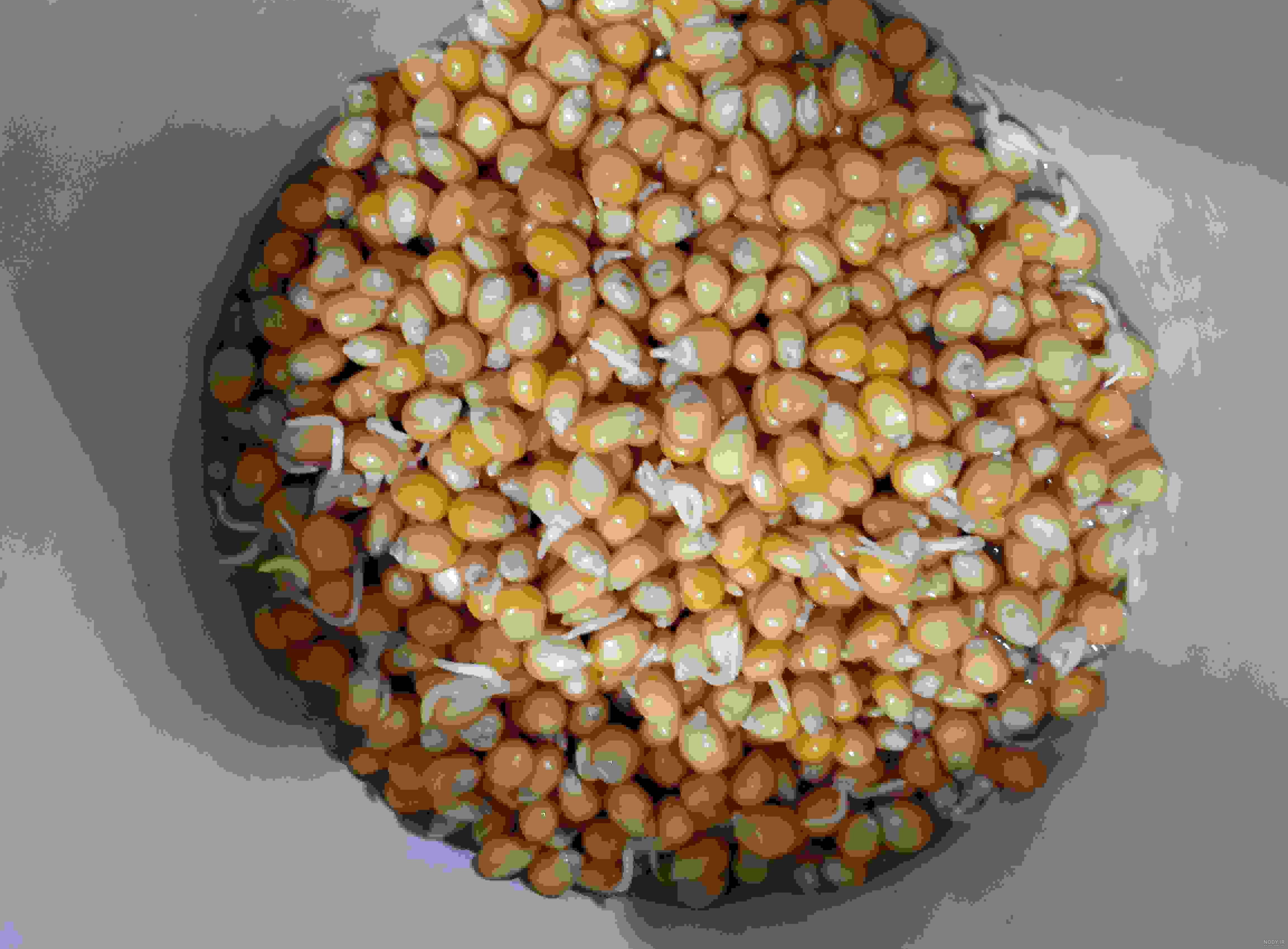 زمان کاشت ذرت در اصفهان زمان کاشت ذرت در اصفهان