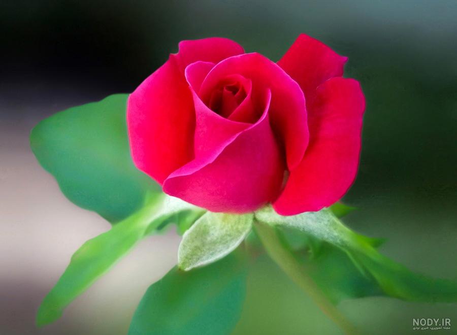زیباترین گلهای جهان