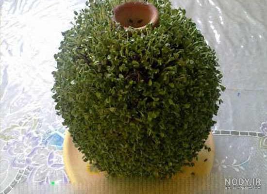 سبزه کنجد روی کوزه