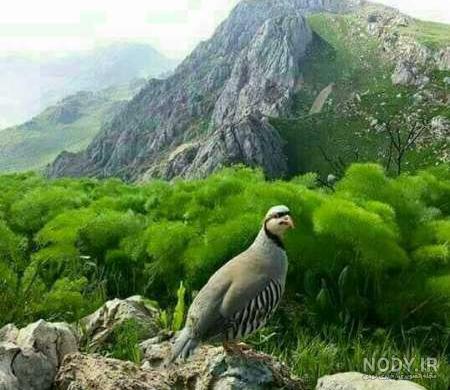 سی سخت یاسوج روی نقشه