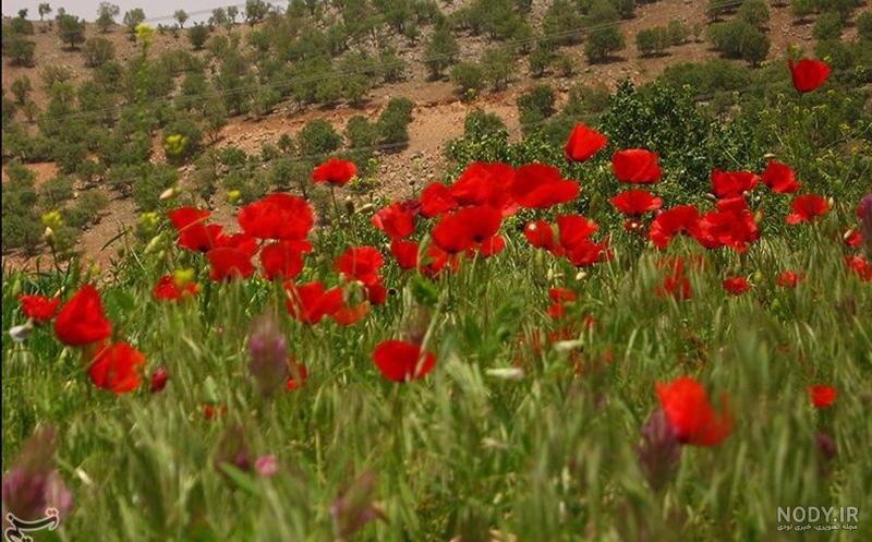 شهرهای چهارمحال بختیاری شهرهای چهارمحال بختیاری