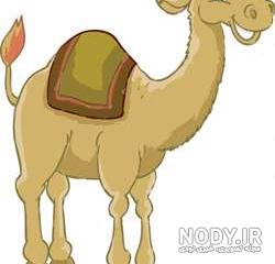 عکس انواع شتر عکس انواع شتر