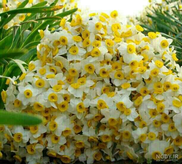 عکس باغ گل نرگس