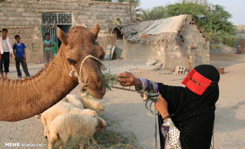 عکس بچه شتر عکس بچه شتر