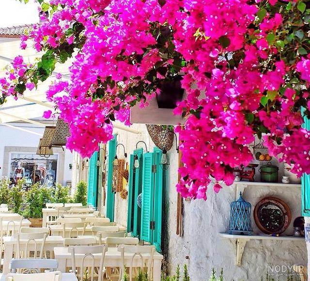 عکس زیبا طبیعت گل