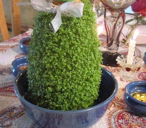 عکس سبزه رو کوزه