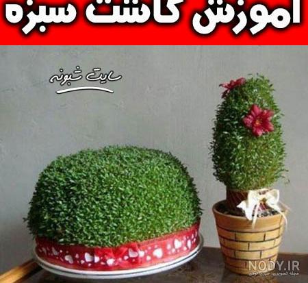 عکس سبزه شاهی روی کوزه