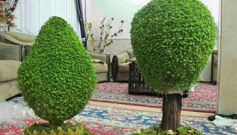 عکس سبزه شاهی روی کوزه