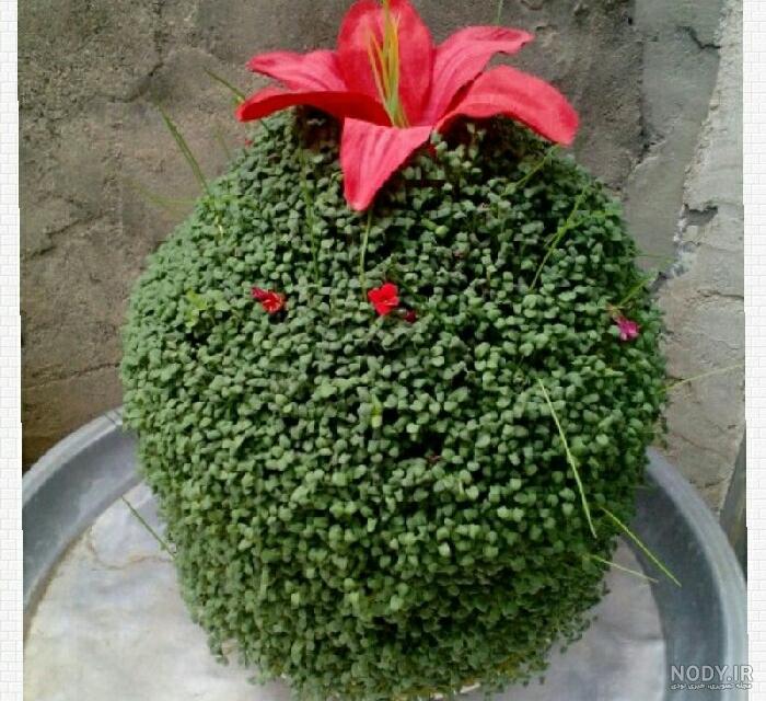 عکس سبزه کوزه ای