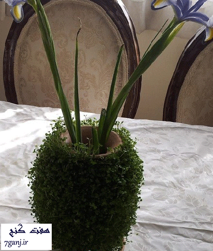 عکس سبزه کوزه ای
