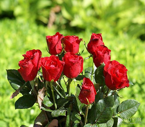 عکس سه گل زیبا