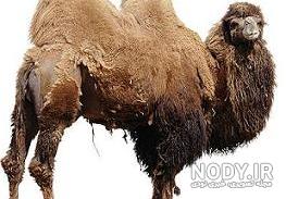 عکس شتر خنده دار