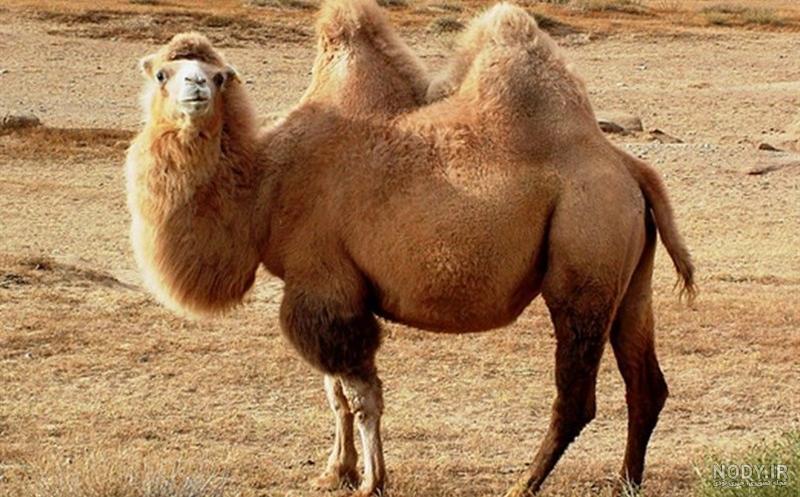 عکس شتر در بیابان عکس شتر در بیابان