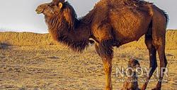 عکس شتر دوکوهانه عکس شتر دوکوهانه