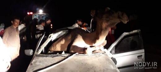 عکس شتر نر عکس شتر نر