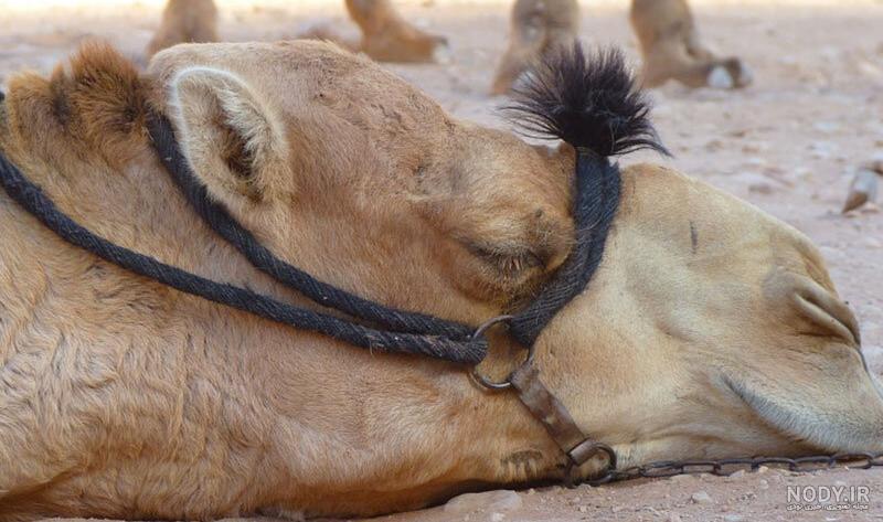 عکس شتر نر عکس شتر نر