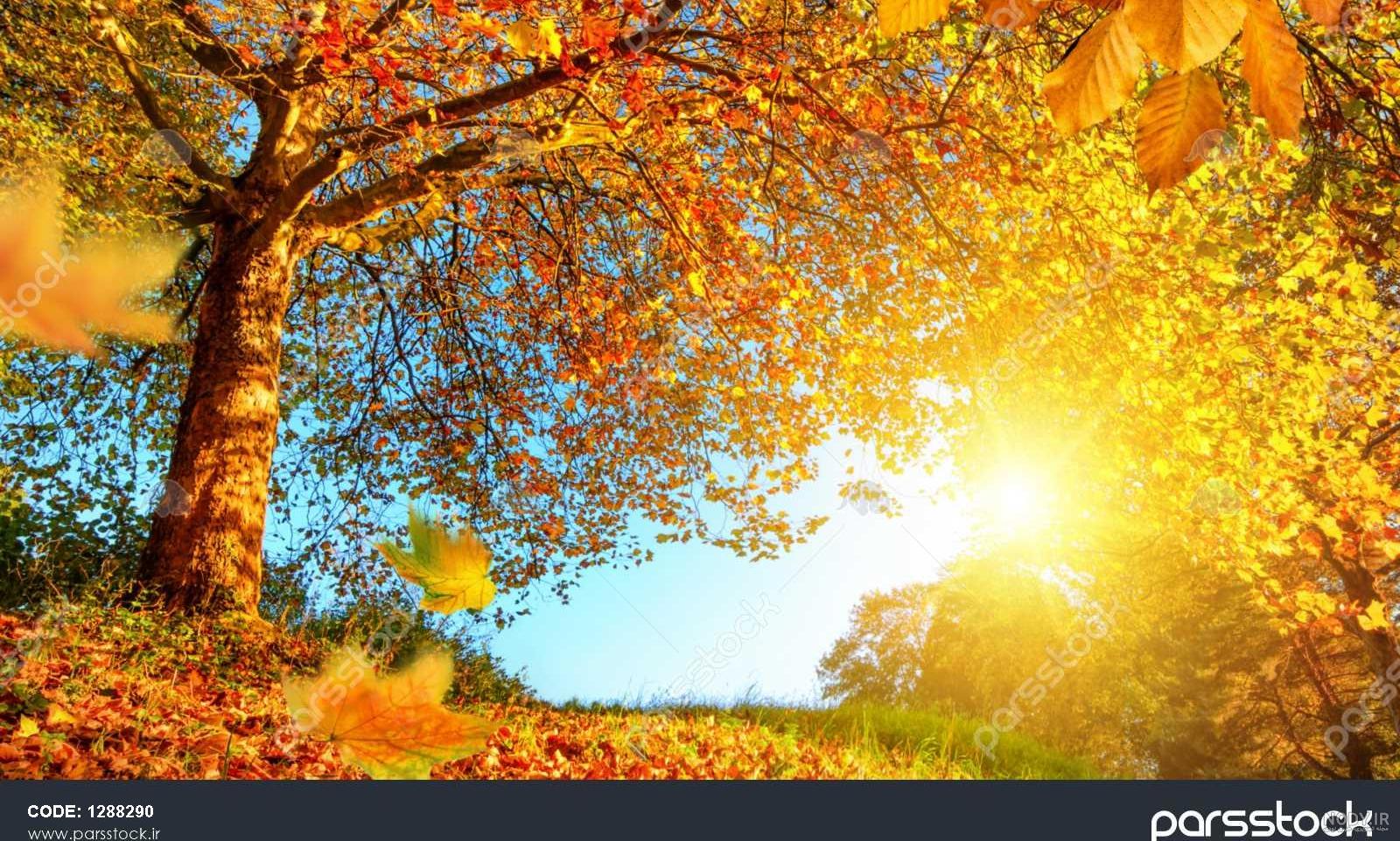عکس طبیعت واقعی