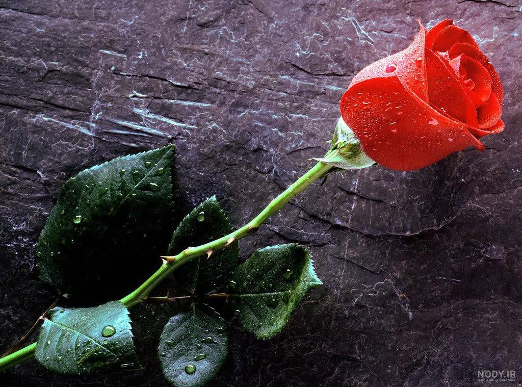 عکس عاشقانه گل رز