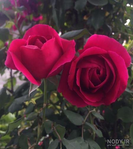 عکس پروفایل زیبا گل رز