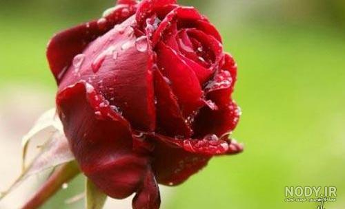 عکس پروفایل گلهای زیبا جدید