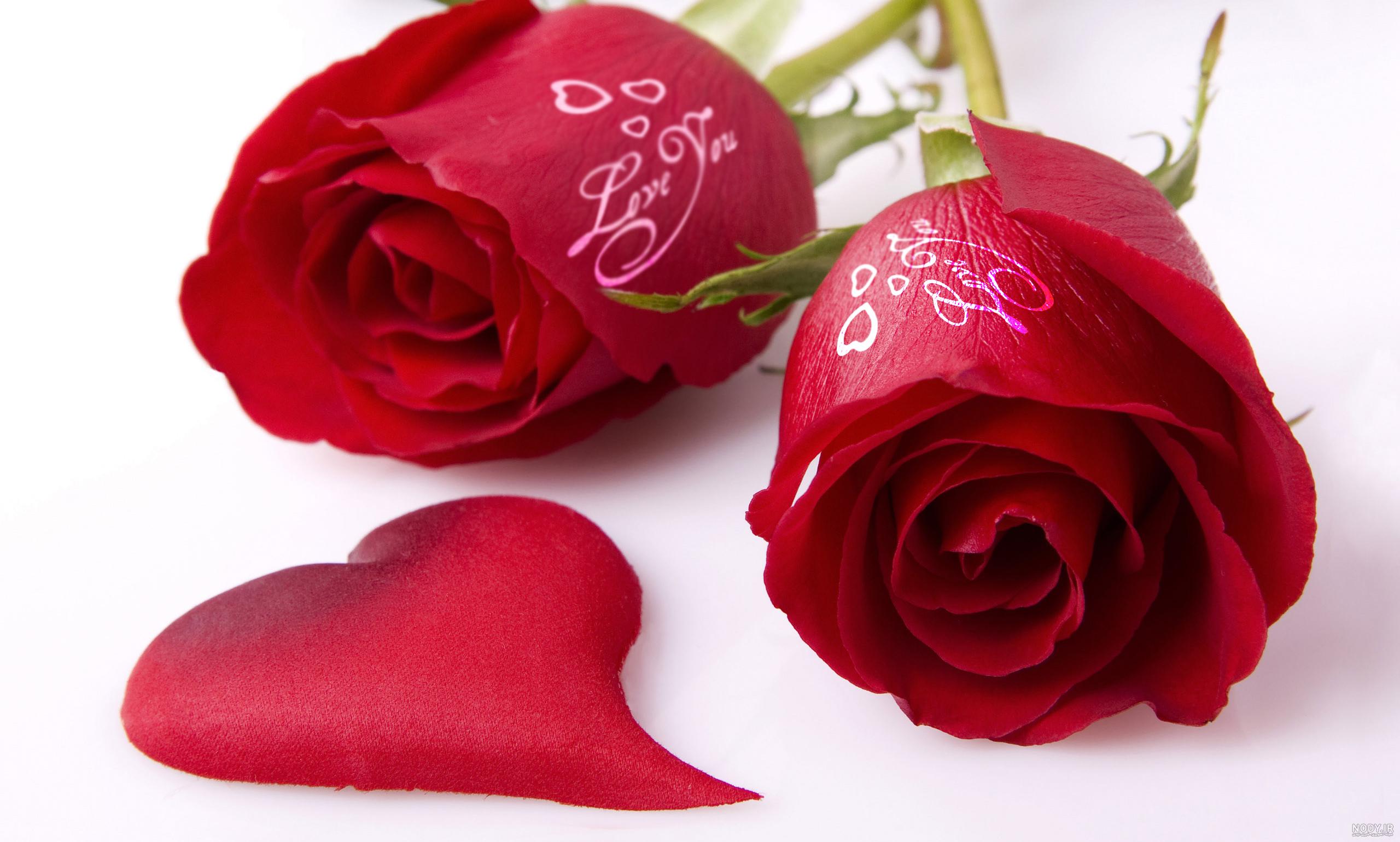 عکس گل رز آبی و قرمز