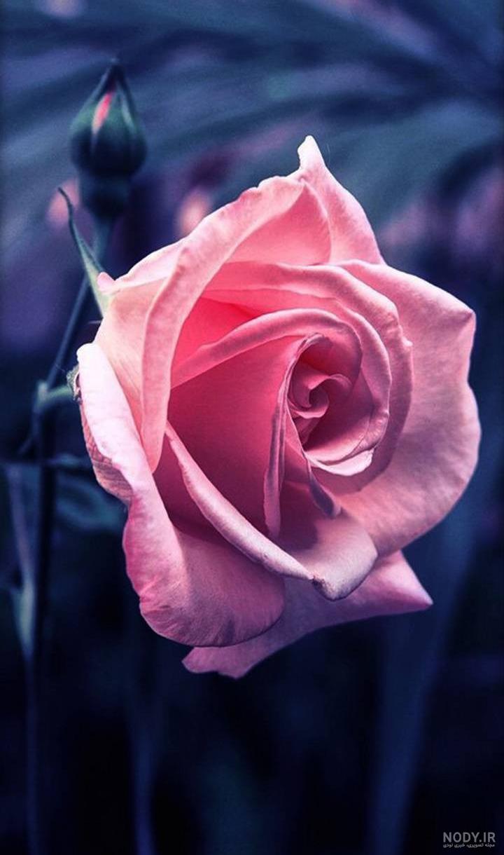 عکس گل رز زرد