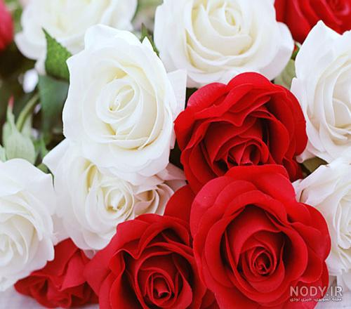 عکس گل رز سبز آبی عکس گل رز سبز آبی