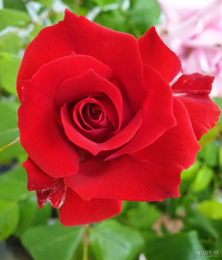 عکس گل رز سفید هلندی