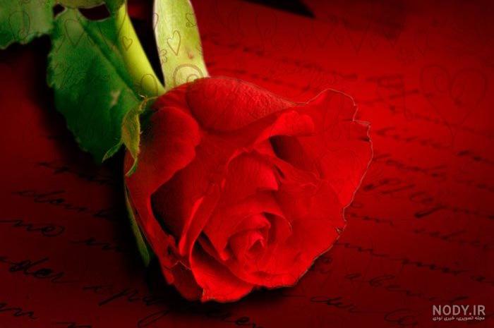 عکس گل رز قرمز با زمینه مشکی عکس گل رز قرمز با زمینه مشکی