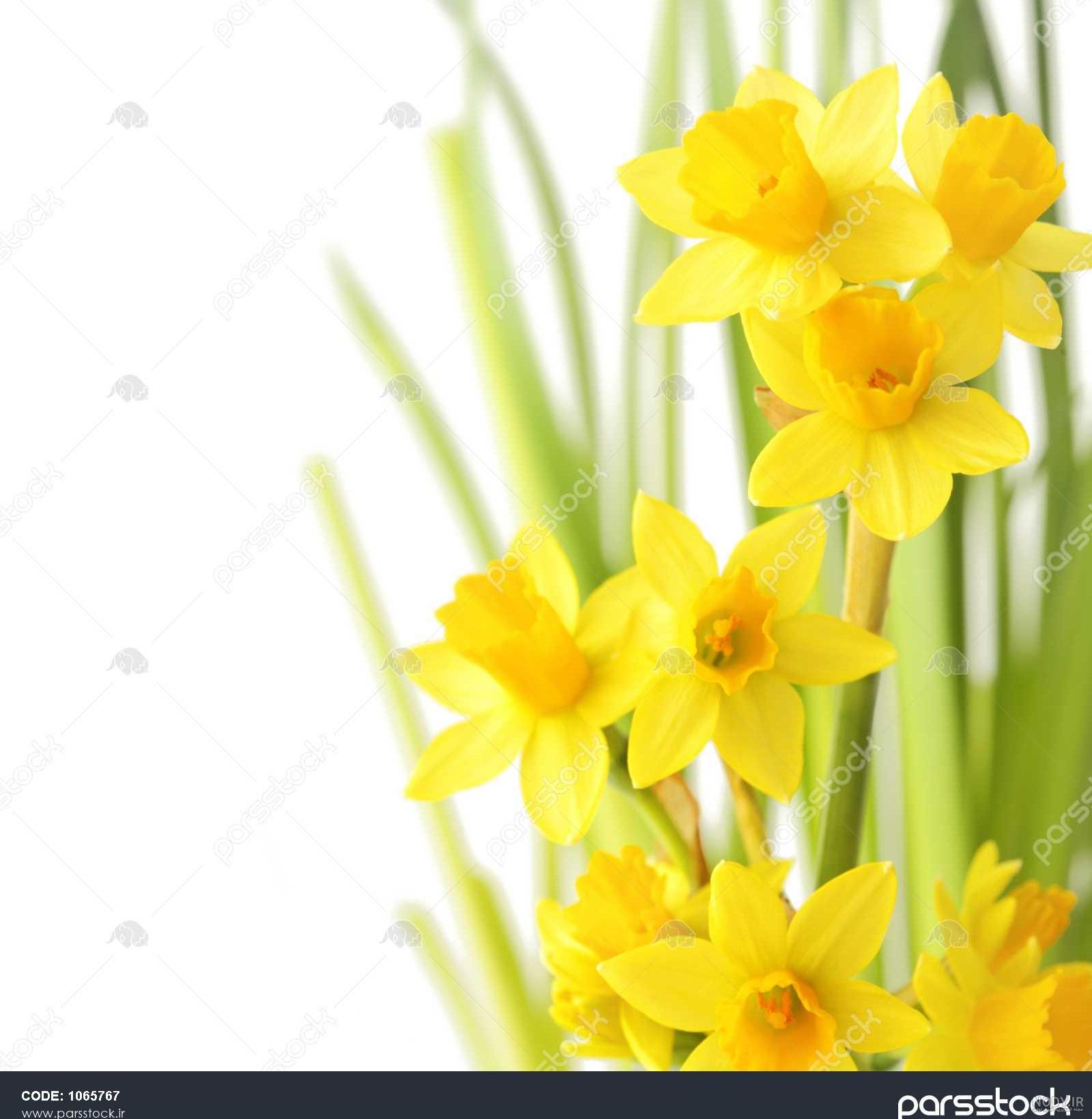 عکس گل نرگس برای نقاشی