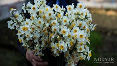 عکس گل نرگس برای پروفایل دخترونه عکس گل نرگس برای پروفایل دخترونه