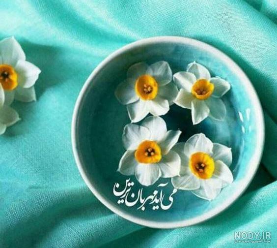 عکس گل نرگس شهلا عکس گل نرگس شهلا