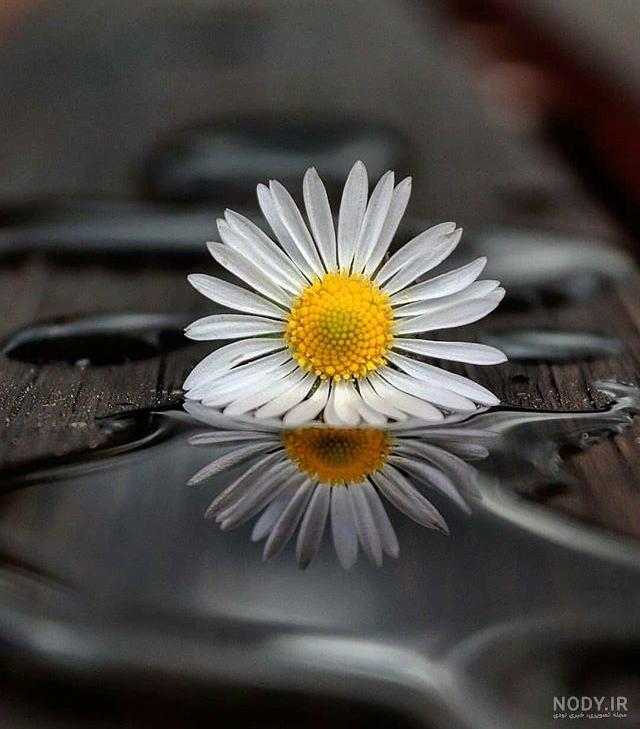 عکس گل نوشته دار