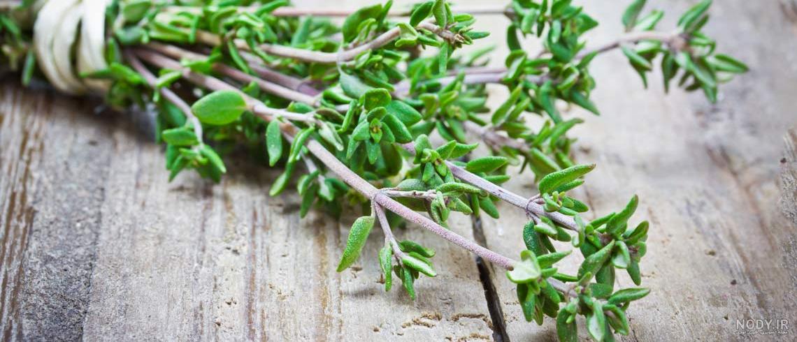 عکس گیاه آویشن