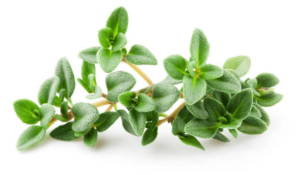 عکس گیاه آویشن باغی عکس گیاه آویشن باغی