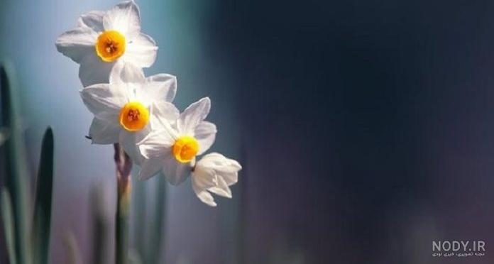 عکسهای زیبای گل نرگس