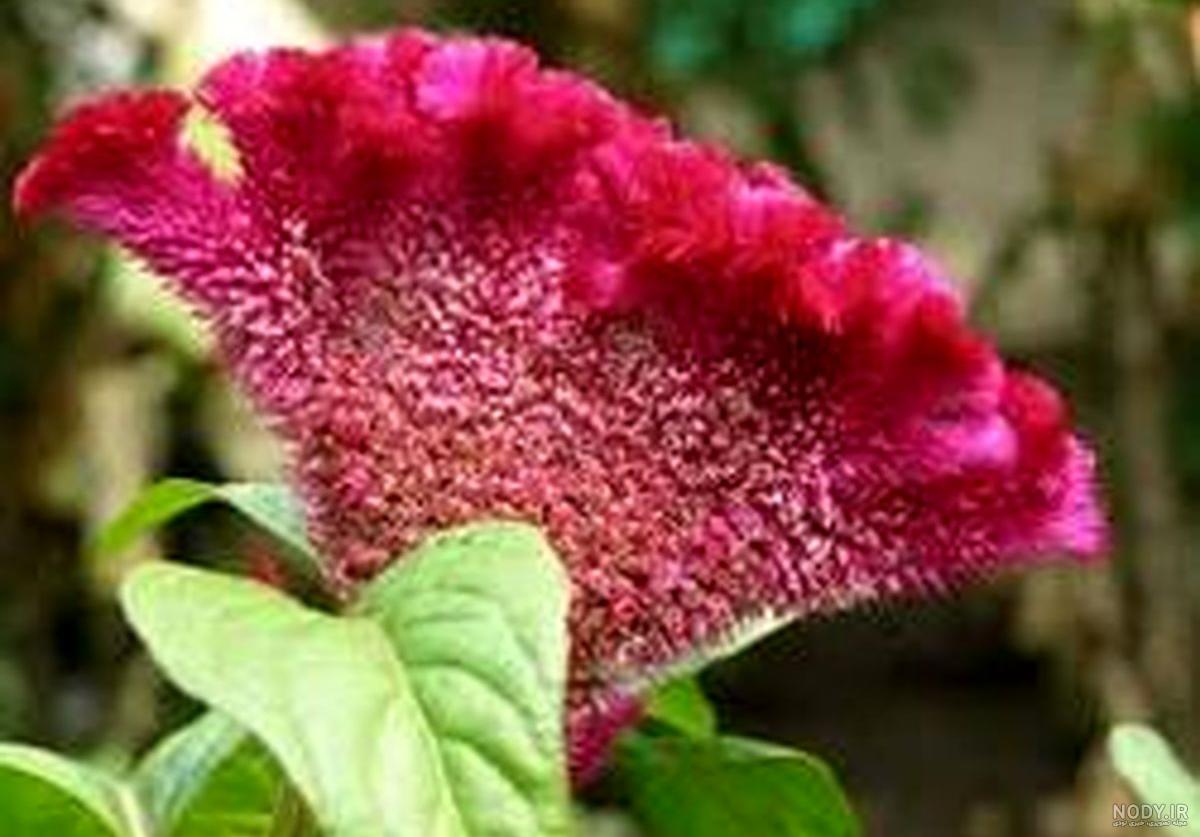 عکسهای گل تاج خروس