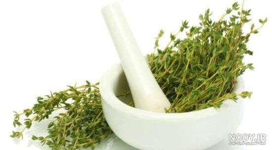 عکسهای گیاه آویشن عکسهای گیاه آویشن