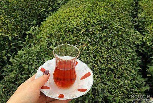 فروش چای شمال در تهران